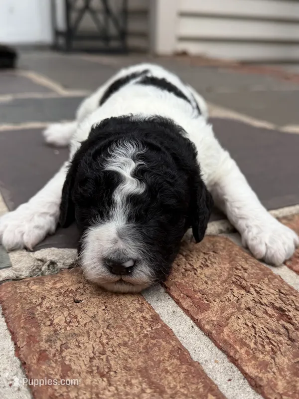 Prim – Poodle - Standard  puppy for sale in Hebron, MD