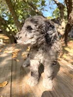Lida Blu , a female Poodle - Standard  for sale in Hebron, MD – 6 of 6