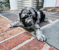 Weston , a male Poodle - Standard  for sale in Hebron, MD – 1 of 1