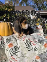 Rosie , a female Basset Hound and Beagle for sale in Sparta, KY – 3 of 6