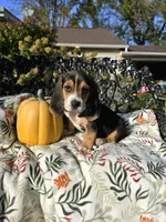 Rosie , a female Basset Hound and Beagle for sale in Sparta, KY – 6 of 6