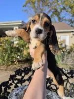 Rosie , a female Basset Hound and Beagle for sale in Sparta, KY – 4 of 6