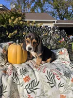 Rosie , a female Basset Hound and Beagle for sale in Sparta, KY – 5 of 6