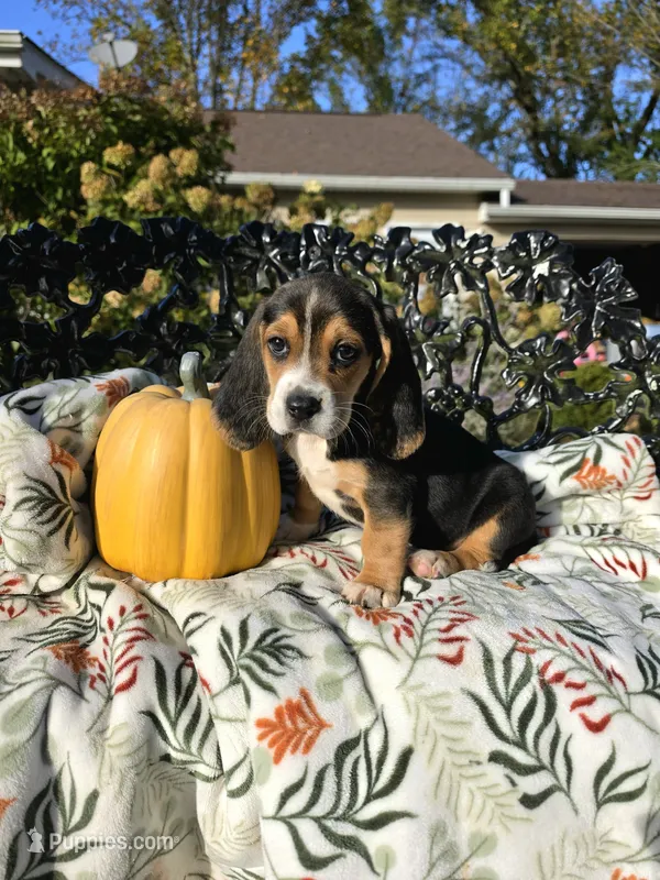 Rosie  – Basset Hound, Beagle puppy for sale in Sparta, KY