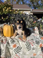 Ruby , a female Basset Hound and Beagle for sale in Sparta, KY – 4 of 7