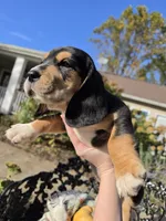 Ruby , a female Basset Hound and Beagle for sale in Sparta, KY – 3 of 7