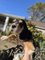 Ruby , a female Basset Hound and Beagle for sale in Sparta, KY – 2 of 7