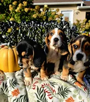 Ruby , a female Basset Hound and Beagle for sale in Sparta, KY – 7 of 7