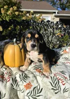 Ruby , a female Basset Hound and Beagle for sale in Sparta, KY – 1 of 7