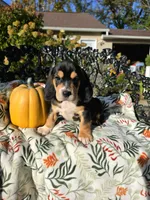 Ruby , a female Basset Hound and Beagle for sale in Sparta, KY – 5 of 7