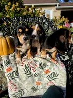 Ruby , a female Basset Hound and Beagle for sale in Sparta, KY – 6 of 7
