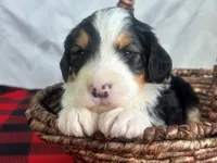 Ivorysnow, a male Bernedoodle for sale in Dunnville, KY – Photo 4 of 4