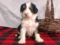 Ivorysnow, a male Bernedoodle for sale in Dunnville, KY – Photo 2 of 4
