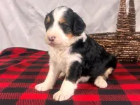 Ivorysnow, a male Bernedoodle for sale in Dunnville, KY – Photo 1 of 4