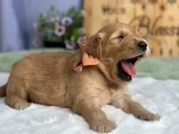 Woodland, a male Goldendoodle for sale in Dunnville, KY – 3 of 4