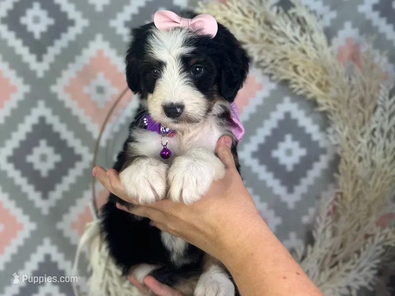 Ingrid – Bernedoodle puppy for sale in Dunnville, KY