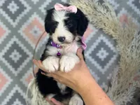 Ingrid, a female Bernedoodle for sale in Dunnville, KY – 1 of 4