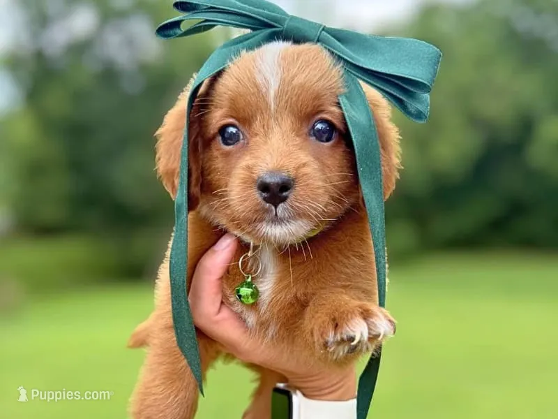 	Roxie – Miniature Goldendoodle puppy for sale in Dunnville, KY