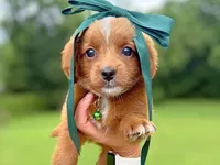  	Roxie, a female Miniature Goldendoodle for sale in Dunnville, KY – 1 of 4