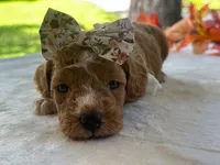 Rain Bow, a female Miniature Goldendoodle for sale in Dunnville, KY – 2 of 4