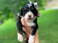 Lillie, a  Bernedoodle for sale in Dunnville, KY – 3 of 4