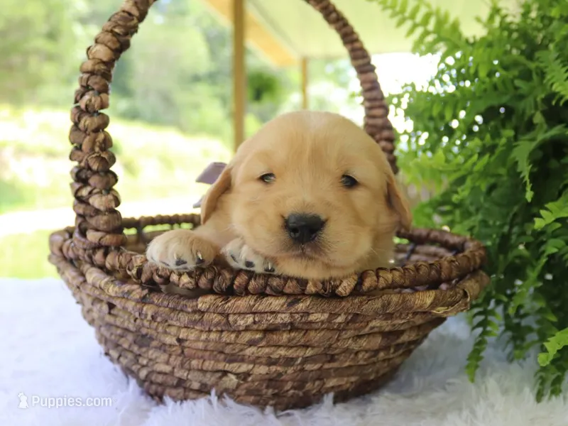Kisha – Golden Retriever puppy for sale in Dunnville, KY