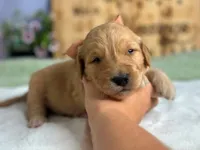 Woodland, a male Goldendoodle for sale in Dunnville, KY – 2 of 4