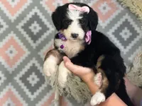 Ingrid, a female Bernedoodle for sale in Dunnville, KY – 3 of 4