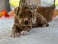 Rain Bow, a female Miniature Goldendoodle for sale in Dunnville, KY – 4 of 4