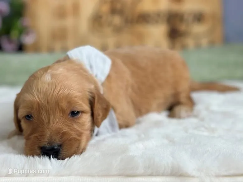 Wendell – Goldendoodle puppy for sale in Dunnville, KY
