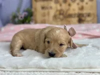 Wilhelma, a female Goldendoodle for sale in Dunnville, KY – 2 of 4