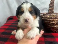 Infinty, a male Bernedoodle for sale in Dunnville, KY – Photo 4 of 4