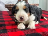 Infinty, a male Bernedoodle for sale in Dunnville, KY – Photo 1 of 4