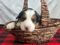 Infinty, a male Bernedoodle for sale in Dunnville, KY – Photo 2 of 4