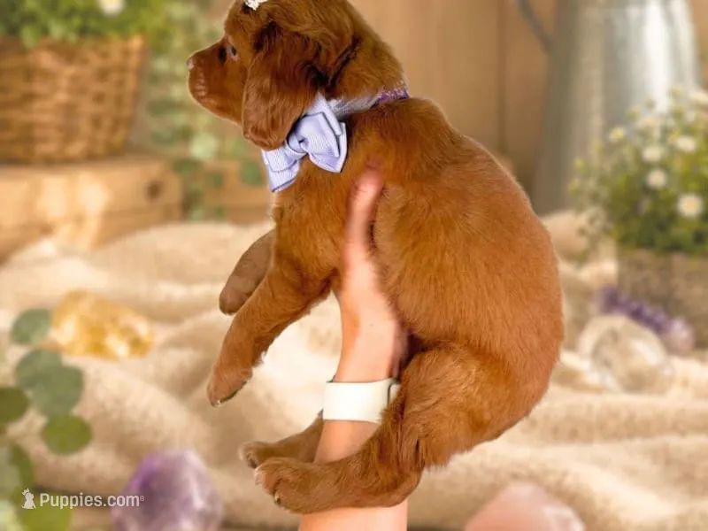 Roberta – Miniature Goldendoodle puppy for sale in Dunnville, KY