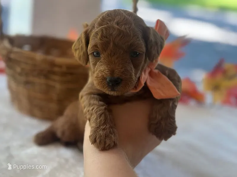 Reggie – Miniature Goldendoodle puppy for sale in Dunnville, KY