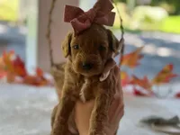 Ruthie, a female Miniature Goldendoodle for sale in Dunnville, KY – 2 of 4