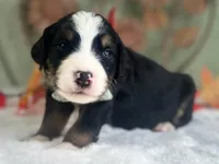 Illinois, a male Bernedoodle for sale in Dunnville, KY – 3 of 4