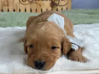 Wendell, a male Goldendoodle for sale in Dunnville, KY – 2 of 4
