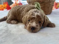 Robin Hood, a male Miniature Goldendoodle for sale in Dunnville, KY – 2 of 4