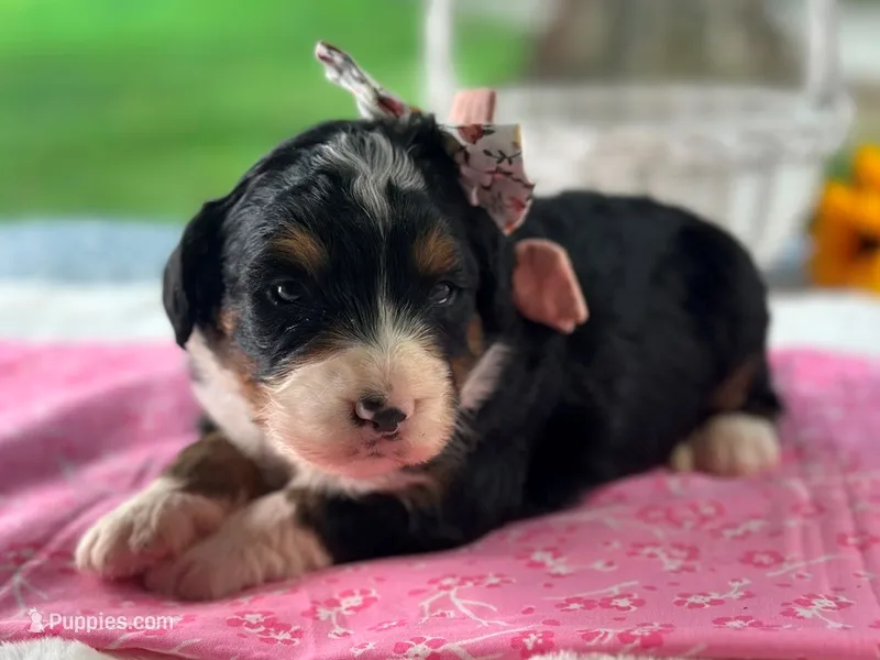 Lillie – Bernedoodle puppy for sale in Dunnville, KY