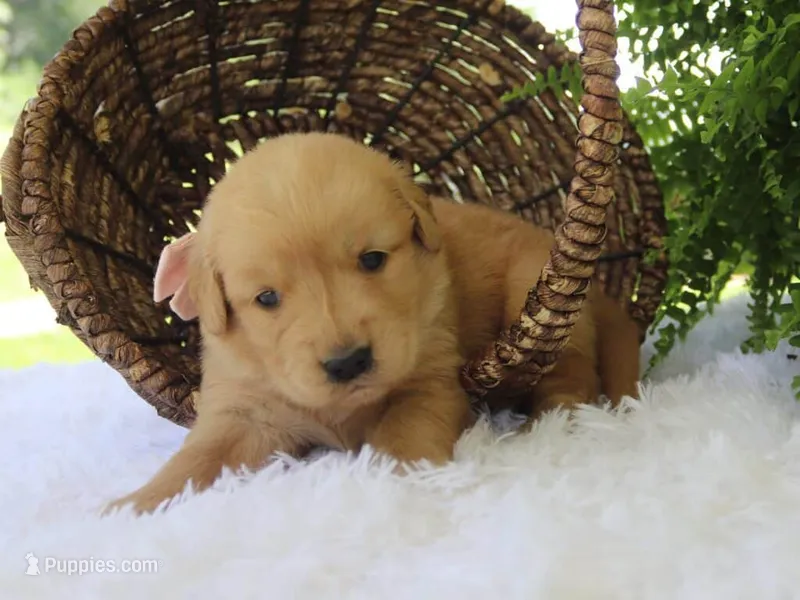Katalina – Golden Retriever puppy for sale in Dunnville, KY