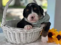 Lennox, a  Bernedoodle for sale in Dunnville, KY – 4 of 4