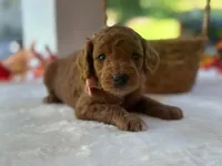 Razzle, a male Goldendoodle for sale in Dunnville, KY – 1 of 4