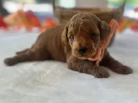 Reggie, a male Miniature Goldendoodle for sale in Dunnville, KY – 3 of 4