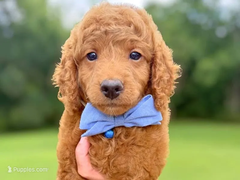 Rafael – Miniature Goldendoodle puppy for sale in Dunnville, KY
