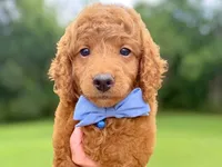 Rafael, a male Miniature Goldendoodle for sale in Dunnville, KY – 1 of 4