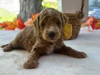 Reeces, a male Miniature Goldendoodle for sale in Dunnville, KY – 3 of 4