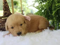 Katalina, a female Golden Retriever for sale in Dunnville, KY – 4 of 4