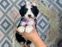 Ingrid, a female Bernedoodle for sale in Dunnville, KY – 2 of 4